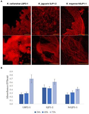 Enhance of tomato production and induction of changes on the organic profile mediated by Rhizobium biofortification